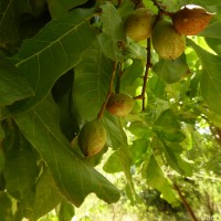 Schleichera oleosa (Lour.) Oken
